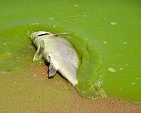 Dead fish in Rio Olympic bay baffle scientists