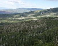 Dead trees, dry earth: Western US a tinderbox