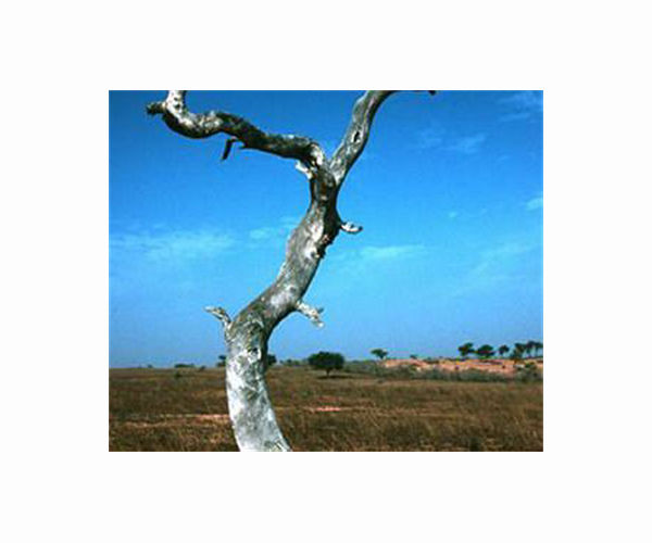 Ethiopia's invasive prosopis tree chokes livelihoods and land