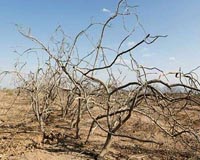 Iran's pistachio farms are dying of thirst