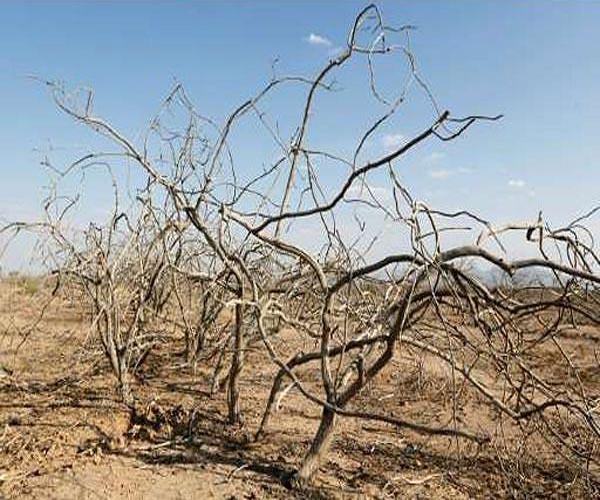 Droughts drive Spanish boom in pistachio farming