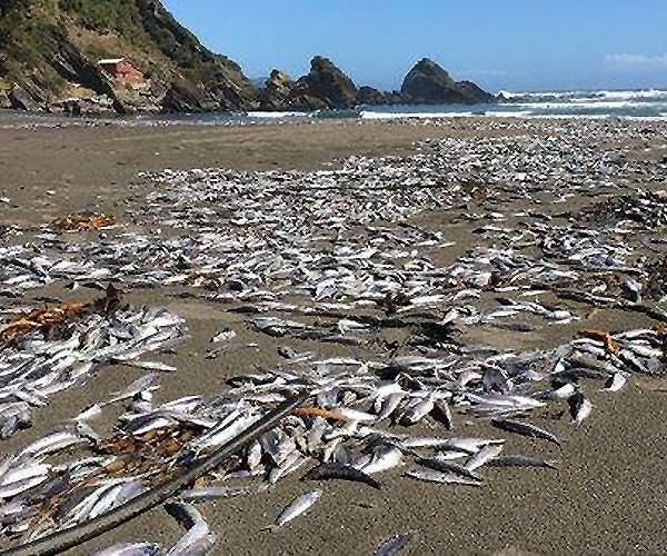 Large fish kill washes up on shore of Texas Gulf Coast