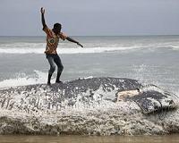 Explosive issue: how to deal with giant whale carcass