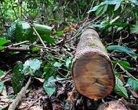 Partially logged rainforests emitting more carbon than previously thought