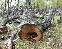 Decomposing logs show local factors undervalued in climate predictions