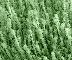 Nanotech gets boost from nanowire decorations