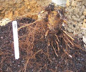 Planting depth's effect on container-grown trees