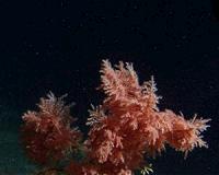 Mysteries of the deep