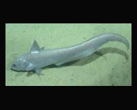 EU Snags Deal On Deep Sea Fish Catches