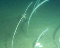 Into The Abyss: Deep-Sixing Carbon