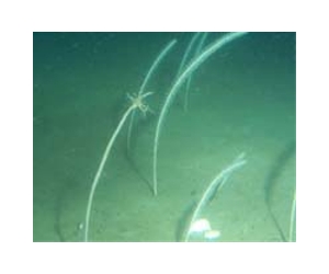 Life found in world's deepest ocean spot