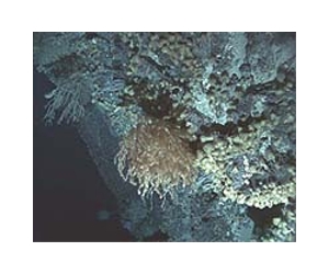 Helping Marine Species Cope With Climate Change