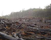Deforestation, human activities accelerated soil erosion 4,000 years ago