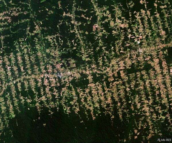 Brazil fires drive acceleration deforestation; Slain UK journalist's book on saving Amazon published
