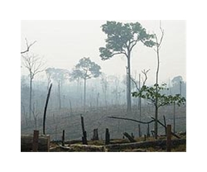 60% of deforested Amazon used for cattle: study
