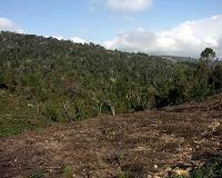 Most of Madagascar's rainforest on pace to disappear by 2070