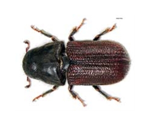 Canada claims win in pine beetle lumber dispute with US