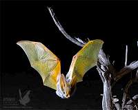 Much maligned elsewhere, bats get star treatment in central France