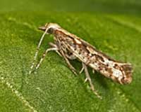 CSIRO Helping Grain Growers Fight An Army Of Pests