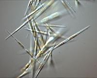 Protein identified in certain microalgae changes