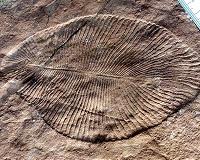 UCR study sheds light on Earth's first animals