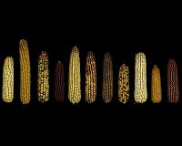 Researchers unravel powerful tool in maize breeding