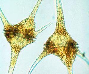 Microalgae could be a profitable source of biodiesel