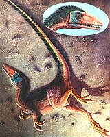 Scientists Say No Evidence Exists That Therapod Dinosaurs Evolved Into Birds