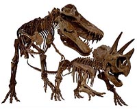 The Rise And Fall Of Species