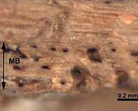 Dinosaur Fossil Bone Leads To Gender, Age Determinations