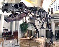 Carbon Balance Killed The Dinos