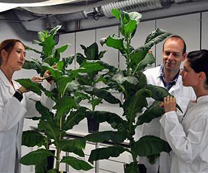 Growing medicines in plants requires new regulations