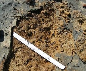 Aznalcollar Disaster Compared With Cretaceous Mass Extinction