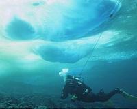 Antarctic species dwindle as icebergs batter shores year-round