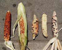 Blue and purple corn: Not just for tortilla chips anymore