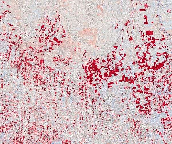 Amazon rainforest may face tipping point by 2050: study