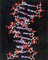 Scientists Find New Way To Manipulate DNA