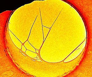 Visualizing Biological Networks in 4D