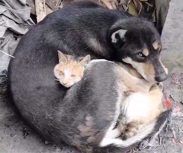 Pet-lovers protest demolition of Turkey quake building