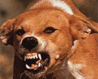 Scientists develop potential late-stage rabies treatment