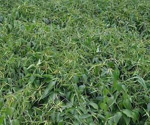 European invader outcompetes Canadian plants outside usual temp range