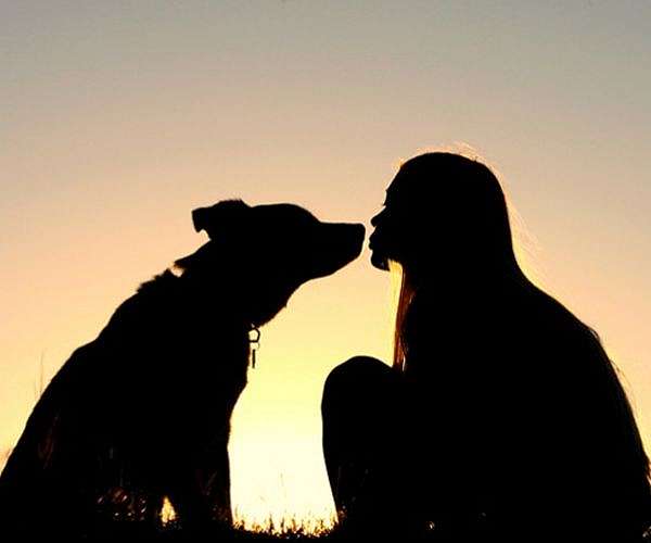 Head shape, breed function play a part in dog-to-human communication