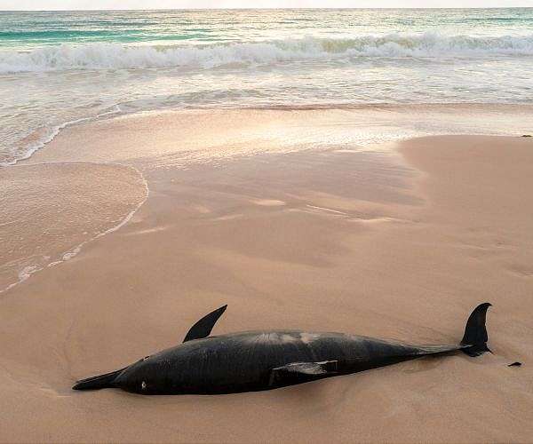 French navy enforces fishing ban to protect dolphins
