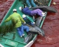 Season's first dolphins killed in Japan