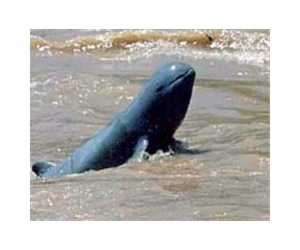 China survey reports fewer sightings of engangered porpoise