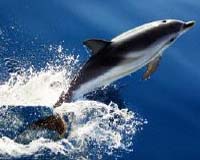 New Measures Urged To Protect Dolphins And Other Friends In The Sea