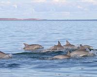 Dolphins are being killed, used as bait in commercial fisheries