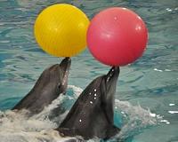 Swimming with dolphins in virtual reality to aid disabled