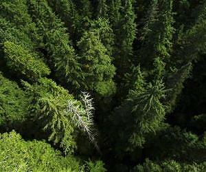 Trees Using Water More Efficiently as Atmospheric Carbon Dioxide Rises