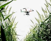 Research shows drones could help crop management take off